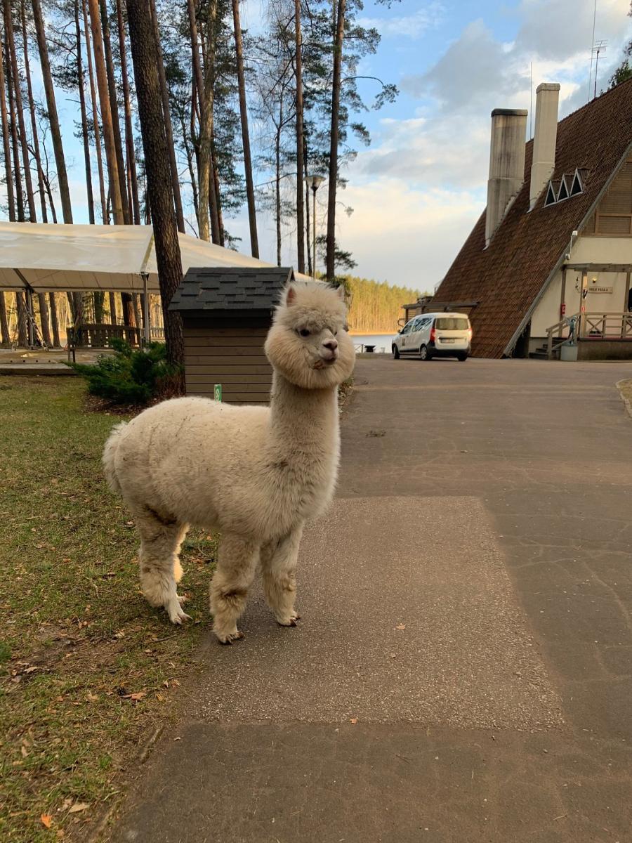 Silene Resort and SPA Photo by user review